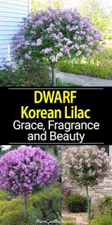 Plants reported to grow well around miles of hilton head island, sc. Dwarf Korean Lilac Attractive Easy Care Fragrant Shrub Outdoor Landscaping Patio Trees Front Yard Landscaping
