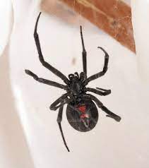 To identify a male, look for the light brown brown body and its disproportionately large eyes. Black Widow Spider Facts Live Science