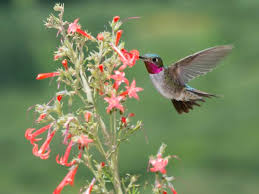 Attracting Hummingbirds To Your Yard Or