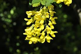Read on to learn more about thailand's pretty national flower. Laburnum The Deadly Tree In Your Back Garden Primrose Blog