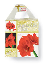 degroot amaryllis gift box bulb kit