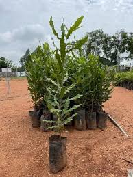 high yielding macadamia nuts plant