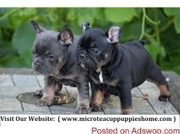 We will meet you at your nearest major airport. Micro Teacup Puppies For Sale From Reputable Dog Breeder Classified Ads Free Classifieds Free Ads Posting