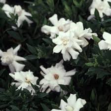 flowerwood 2 5 qt radicans gardenia