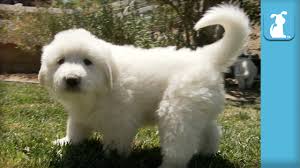 Guide To Great Pyrenees Puppies Lovetoknow