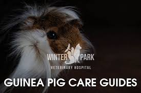 Guinea Pig Care Guide Winter Park