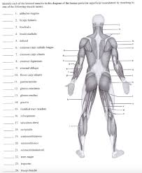 Human muscle system, the muscles of the human body that work the skeletal system, that are under voluntary control, and that are concerned with movement, posture, and balance. Solved Identify Each Of The Lettered Muscles In This Diag Chegg Com