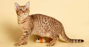 Ocicat: cosa sapere su questa razza di gatto | Pazienti.it