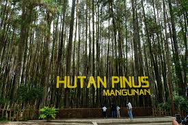 Informasi Lengkap Wisata Hutan Pinus Mangunan - Teropong Media