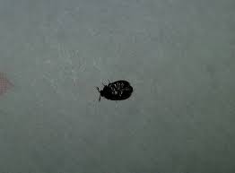 getting rid of black bugs in kitchen