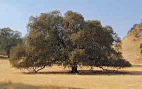blue oak quercus douglasii