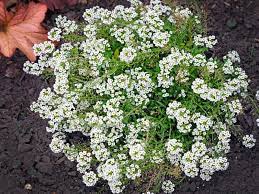 caring for sweet alyssum plants how to