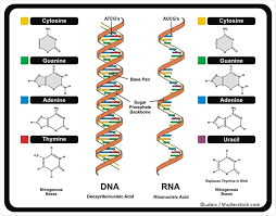 What is the RNA World Hypothesis?