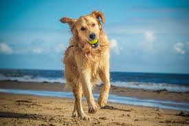 the best dog friendly beaches in the u