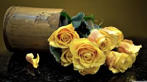 yellow roses wallpapers top free