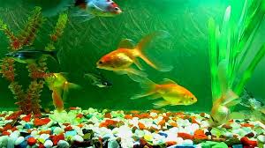 moving aquarium fish live hd wallpaper