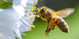 Hier möchte ich ihnen gerne die arbeit mit den bienen zeigen und sie am jährlichen. Bienensterben Was Sie Auf Dem Balkon Und Im Garten Tun Konnen Um Die Bienen Zu Retten Kolner Stadt Anzeiger