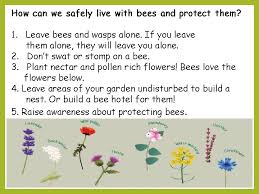Bees and baby bees can pollinate flowers and show the nectar on them after doing so. Bees At Cramond Safety And Protecting Them At