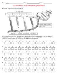 One of the complementary angles is said to be the complement of the other. Dna Base Pairs Worksheets Teaching Resources Tpt