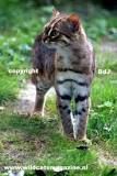 Image result for Rusty spotted cat for sale