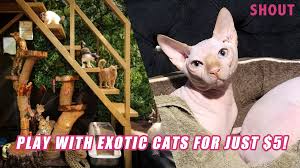 pet exotic kitties for just 5