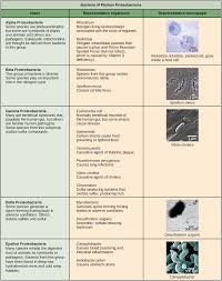 Prokaryote Classification And Diversity Article Khan Academy