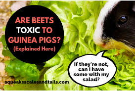 are beets toxic to guinea pigs