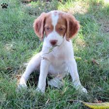 We challenge our pups with a constantly changing environment ie: Bailey Brittany Spaniel Puppy For Sale In Pennsylvania