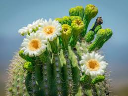 The saguaro cactus typically blooms in may and june. How To Grow And Care For Saguaro Cactus Lovethegarden