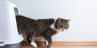 7 ways to reduce litter box smell