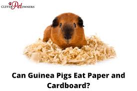 Can Guinea Pigs Eat Paper And Cardboard