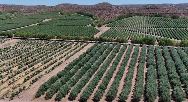 Es como venderles chocolates a los suizos»: un aceite de oliva producido en la Patagonia se exporta a la meca de la olivicultura - Diario Río Negro