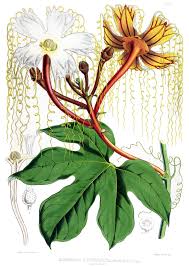 Cucurbitaceae - Wikipedia