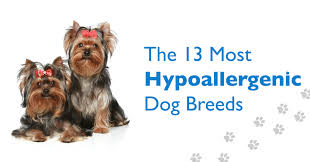 13 Hypoallergenic Dog Breeds