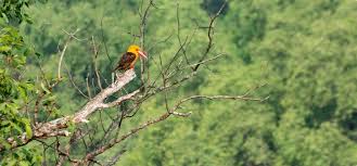 best birding tour near bangalore