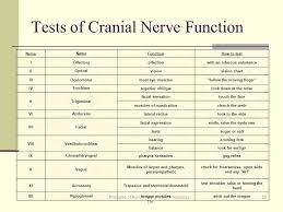 The Brain And Cranial Nerves Lecture Outline Ppt Video