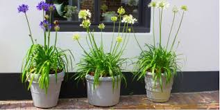 hardy plants for pots for outdoors