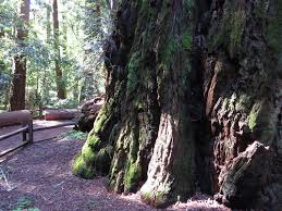 We did not find results for: Santa Cruz Redwoods Felton Ca Redwoods Camping Mountains