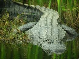 Facts About Alligators | Live Science