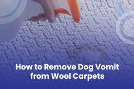 remove dog vomit from wool carpets
