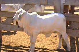 The cattle in northern australia are different to the rest of the national herd and the most striking thing is they have humps. Brahman Cow Mini Became The First Beef Cow To Be Cloned In Australia Abc News Australian Broadcasting Corporation