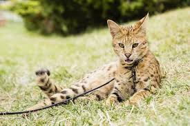 One of the biggest pets marketplace to buy and sell pets online in london & the uk. Can You Get A Savannah Cat In The Uk The Law Around The Serval Hybrid And Other Big Cats Explained