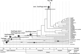 Contrasting evolutionary origins of two mountain endemics ...