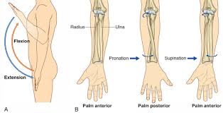 forearm ation and supination of foot