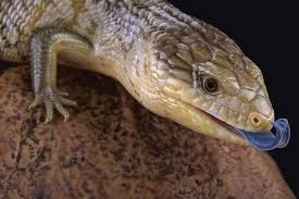 are skinks poisonous fascinating facts