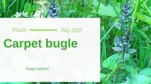carpet bugle ajuga reptans edible