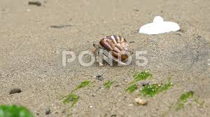 That is pretty old for a crustacean. Slowmotion Of Cute Hermit Crab Carry Bea Stock Video Pond5