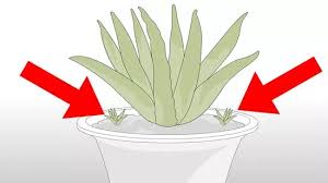 La plante d'aloe vera supporte mal l'humidité, le substrat doit être parfaitement drainant. 3 Manieres De Faire Pousser Un Aloe Vera Avec Une Feuille D Aloe Vera