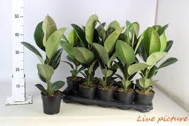 İç mekan bitki çeşitlerini online sipariş vermek için sayfamıza tıklayın. Kaucuk Bitkisi Ficus Elastica Ithal A1 Kalite Sus Bitkileri Ve Cicekler