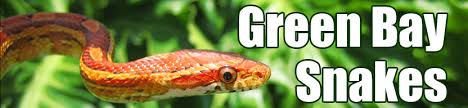 Green Bay Snake Skin Identification